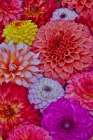 USA, Washington State, Sammamish. Design of colorful dahlia flowers Art Print